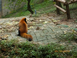 Chengdu-Rode panda (2)