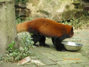 Chengdu-Rode panda (3)