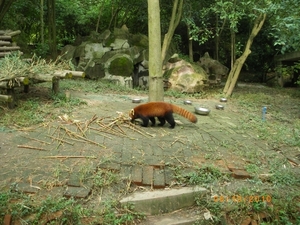 Chengdu-Rode panda (4)