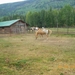 139 - Paarden op de ranch