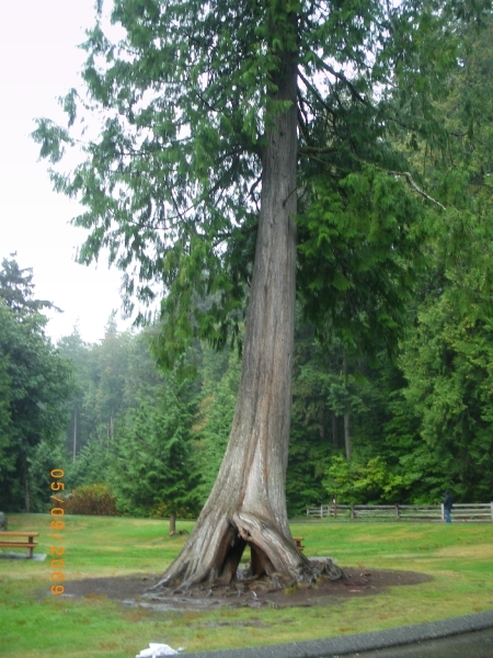 171 - Shannon falls vreemde boomstructuren