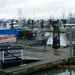312 - Steveston