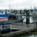 312 - Steveston