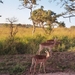 08.1-Kruger park Impala