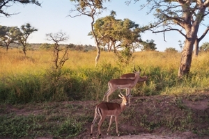 08.1-Kruger park Impala