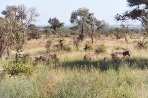 08.10-Kruger park zebra's