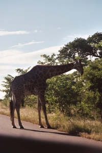 08.11-Kruger park giraf