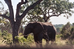 08.13-Kruger park olifant