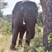 08.14-Kruger park olifant