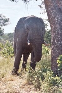 08.14-Kruger park olifant