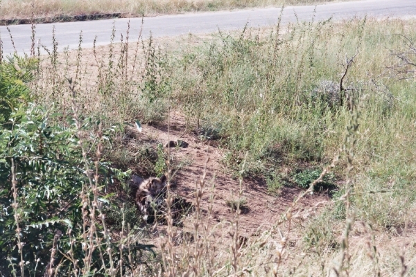 08.15-Kruger park katachtig welpje