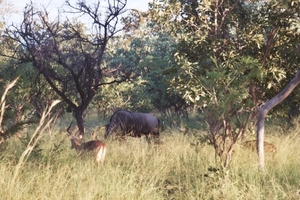 08.2-Kruger park Impala 2