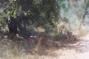 08.21-Kruger park siësta vr de leeuwen