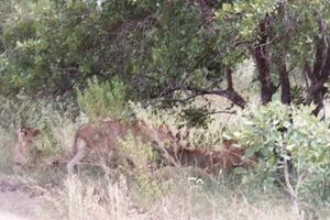 08.22-Kruger park  leeuwen