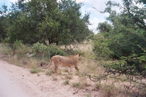 08.23-Kruger park  leeuwen