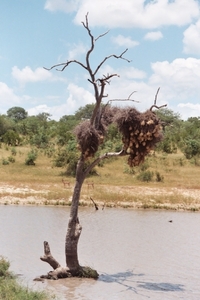 08.26-Kruger park vogelnestjes