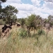 08.27-Kruger park olifant