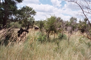08.27-Kruger park olifant