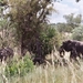 08.28-Kruger park olifanten