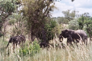 08.28-Kruger park olifanten