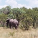 08.29-Kruger park olifant