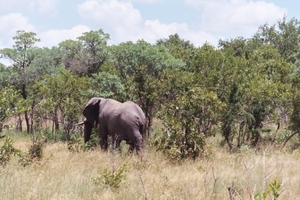 08.29-Kruger park olifant