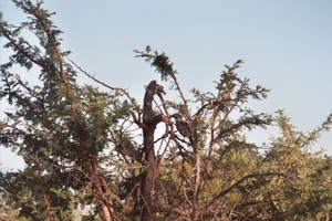 08.3-Kruger park vogels