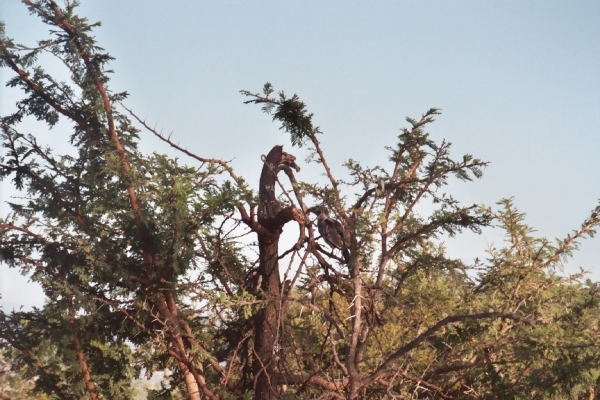 08.3-Kruger park vogels