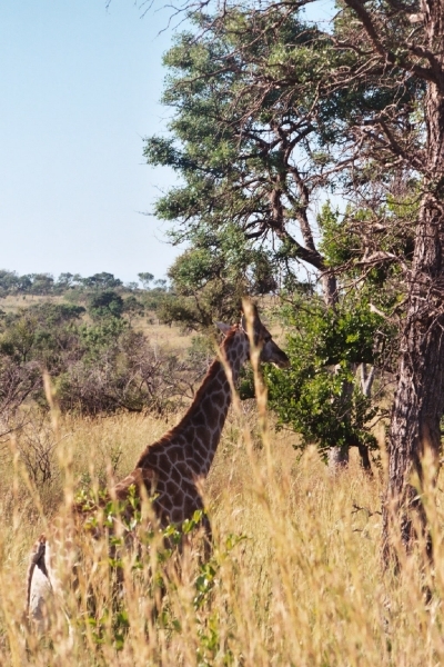 08.4-Kruger park giraf