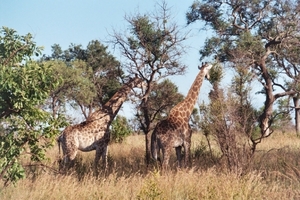 08.5-Kruger park giraffen