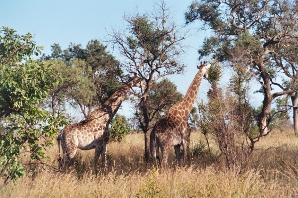 08.5-Kruger park giraffen