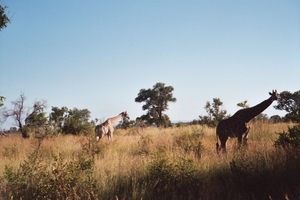 08.6-Kruger park giraffen