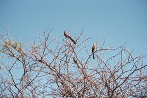 08.7-Kruger park vogels