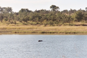 08.8-Kruger park nijlpaard