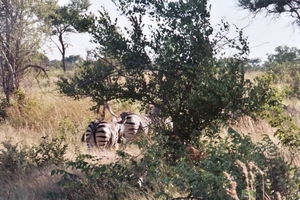 08.9-Kruger park zebra's