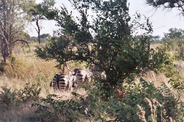 08.9-Kruger park zebra's