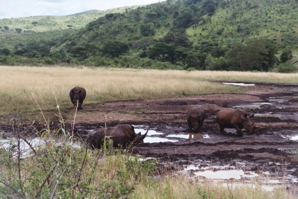 08.27-Shlushuwe-safari