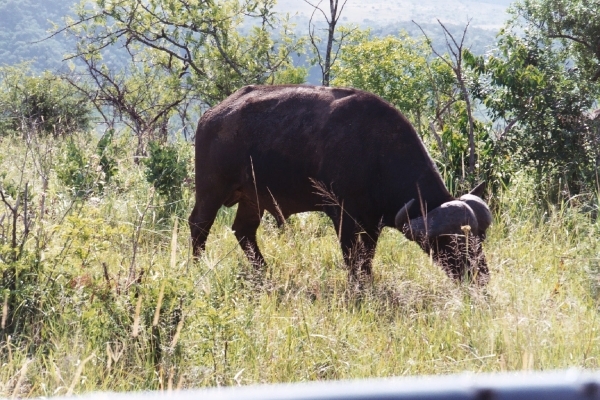 08.30-Shlushuwe-safari buffel