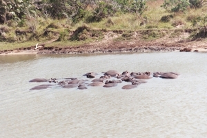 08.3-Kwazula Natal Santa Lucia nijlpaarden