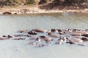 08.4-Kwazula Natal Santa Lucia nijlpaarden