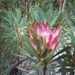 08.13-Franshoek protea