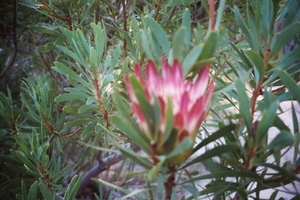 08.13-Franshoek protea