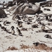 08.4 Boulders beach