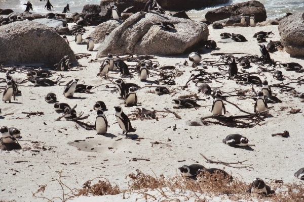 08.4 Boulders beach