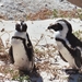 08.5 Boulders beach