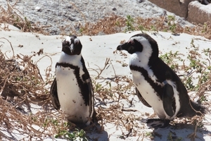 08.5 Boulders beach