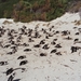 08.6 Boulders beach