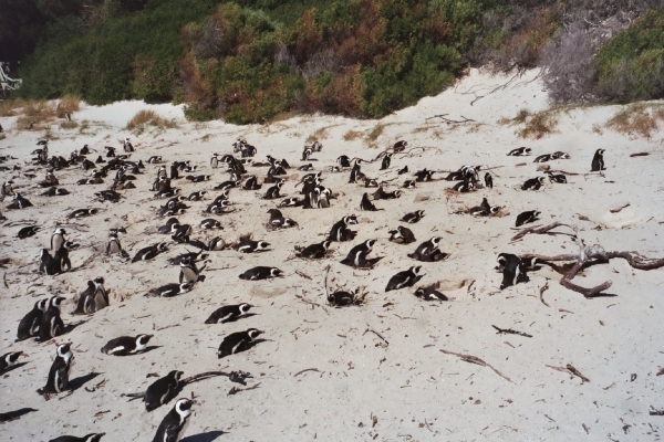 08.6 Boulders beach