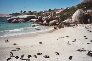 08.7 Boulders beach