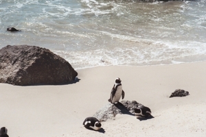 08.8 Boulders beach